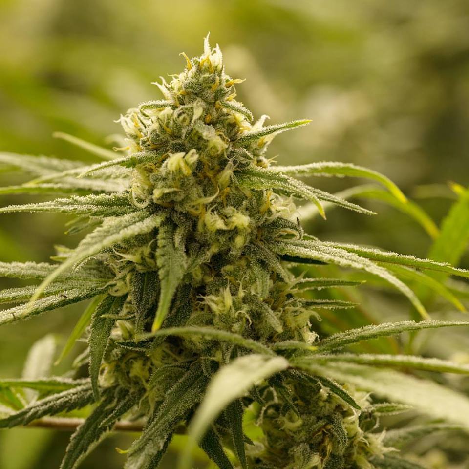 thc-design-flower-space-oddity-1487096144.jpg