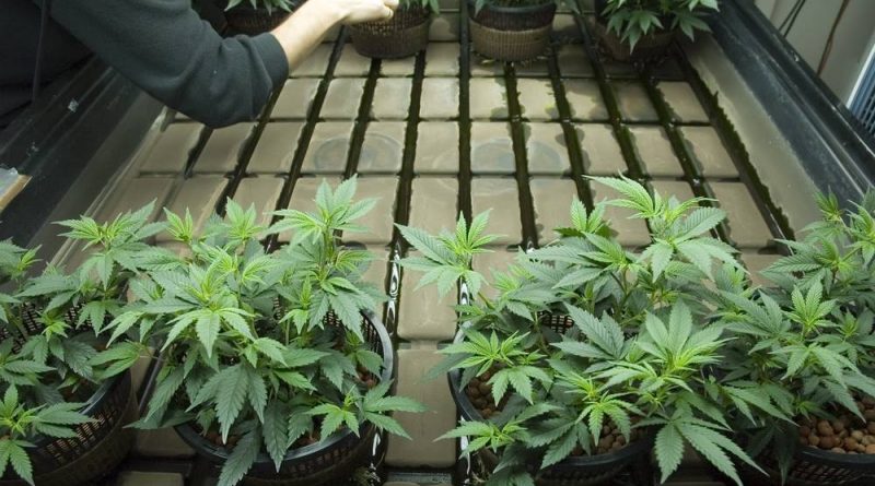 How to Grow Weed