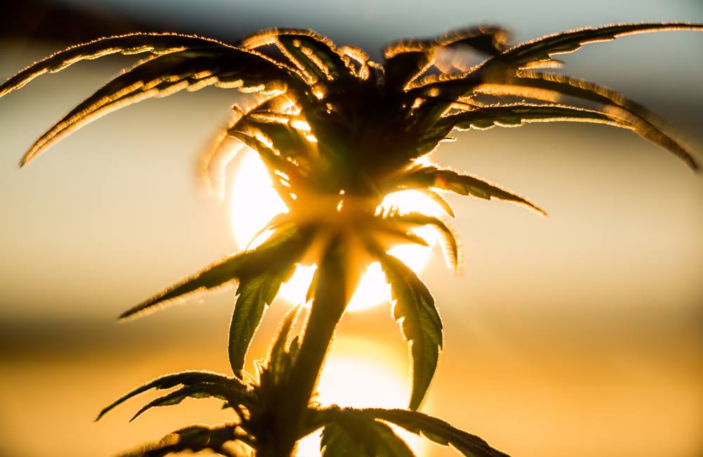 Australia Plans to Legally Grow Marijuana