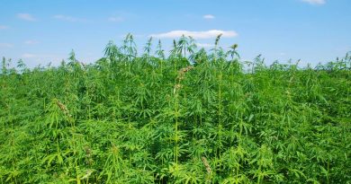 Cannabis Bio-Waste Used to Make Tree-Free Paper