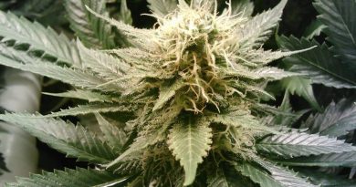 Cannabis Types & Weed Strains