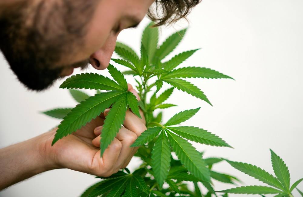 Growing Marijuana at Home
