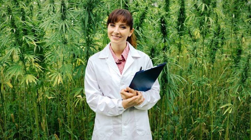 Volunteer for Marijuana Research Studies