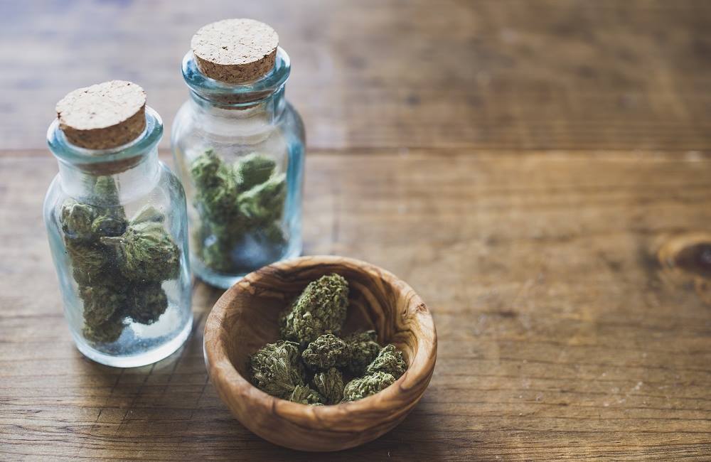 Grow Your First Marijuana Plant
