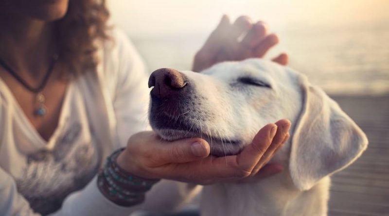 Marijuana Based Medicine for Pets