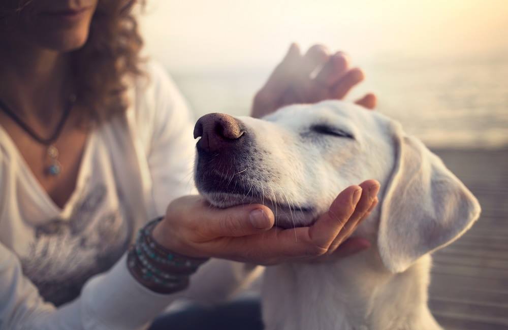 Marijuana Based Medicine for Pets