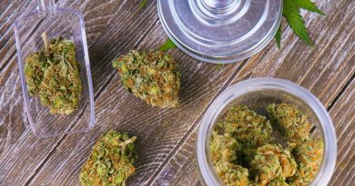 How To Choose The Cannabis Strain That’s Right For You