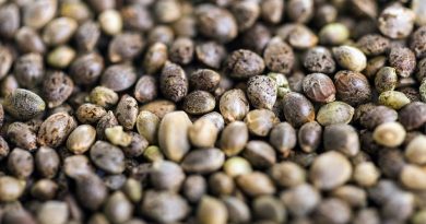 Should You Save Your Marijuana Seeds?