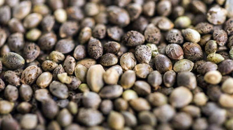Should You Save Your Marijuana Seeds?