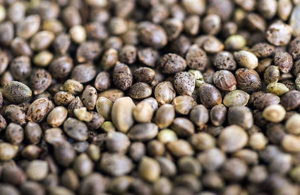 Should You Save Your Marijuana Seeds?
