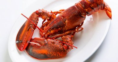 Is Getting Lobsters High Before Boiling Them More Humane?