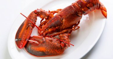 Is Getting Lobsters High Before Boiling Them More Humane?