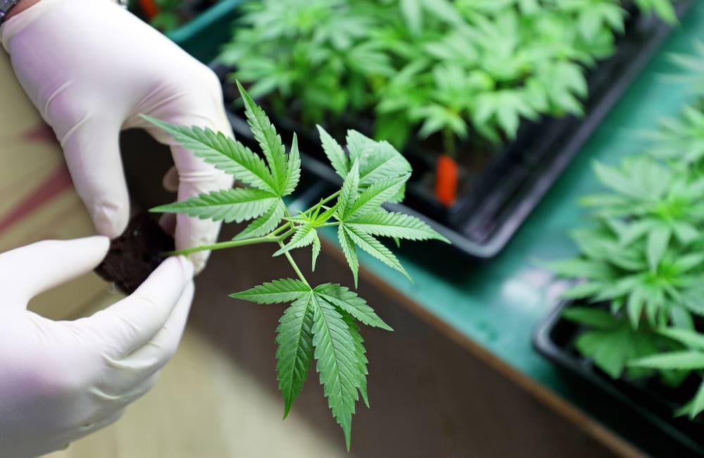 What Are The Top-Paying Jobs In The Marijuana Industry?