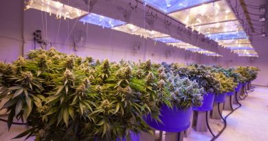 Top Jobs in the Growing Marijuana Job Market