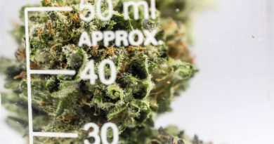 Marijuana for Pain Relief: New Study Finds It’s a Cost-Effective Option