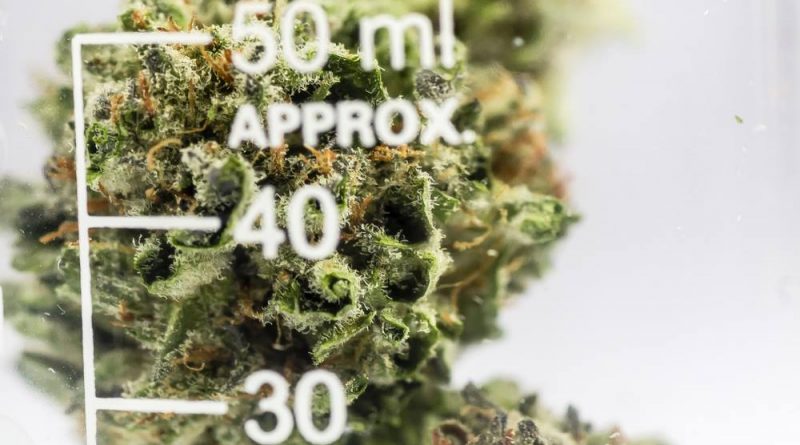 Marijuana for Pain Relief: New Study Finds It’s a Cost-Effective Option