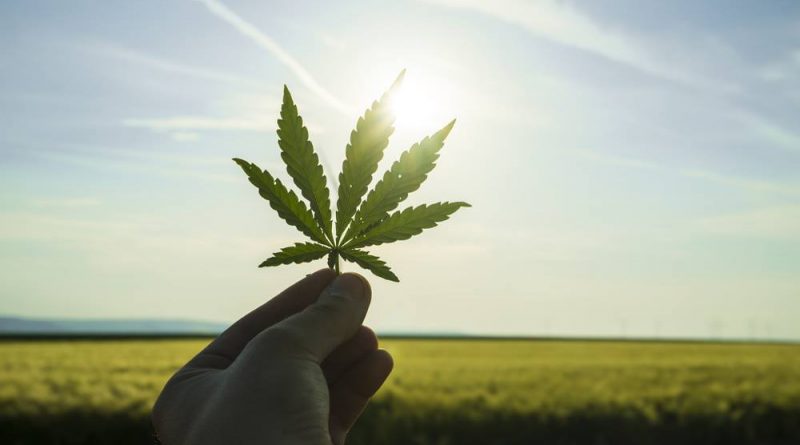 2019 Has Not Been The Year Most Expected For Marijuana Legalization