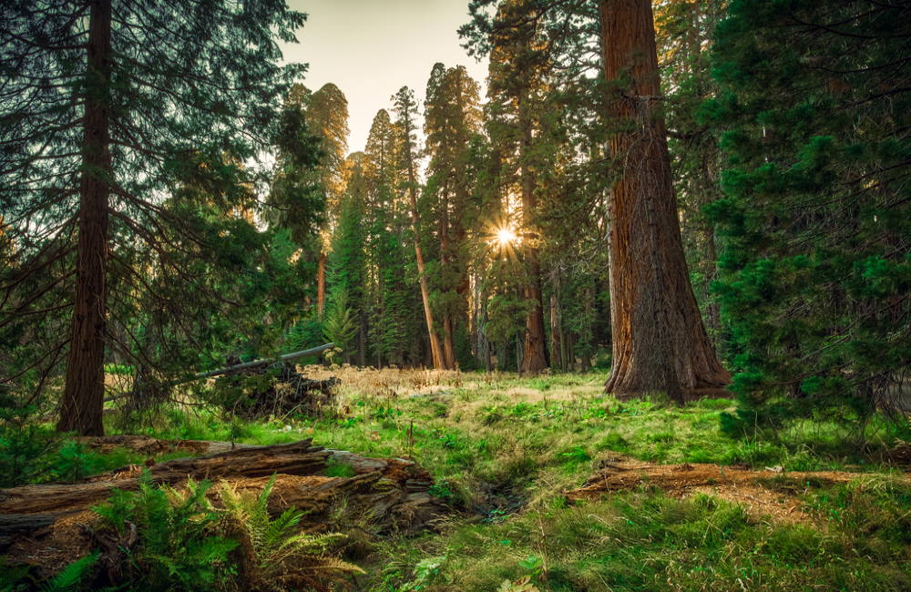 Legal Recreational Cannabis Reduces Illegal National Forest Pot Growing