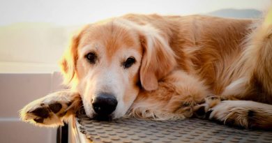 Can CBD Relieve Arthritis in Dogs? | CBD For Pets | Pet Pain Relief
