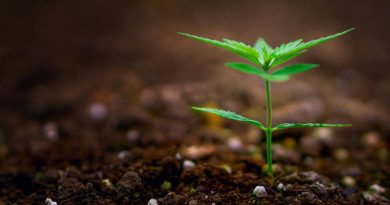 5 Things Every Beginner in Growing Marijuana Should Know | Pot Growing