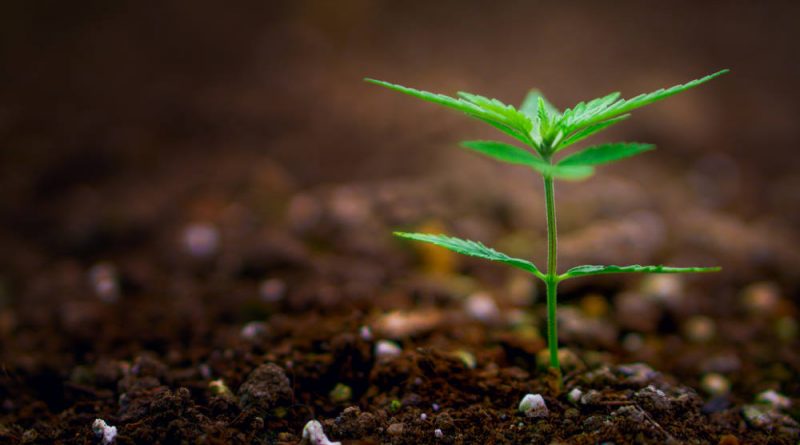 5 Things Every Beginner in Growing Marijuana Should Know | Pot Growing