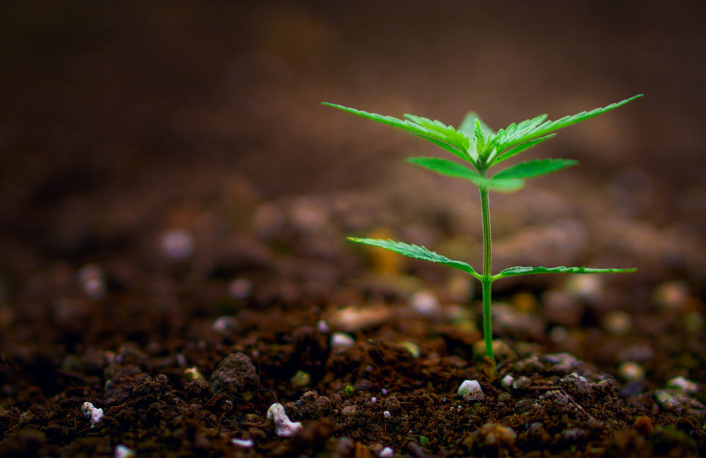 5 Things Every Beginner in Growing Marijuana Should Know | Pot Growing