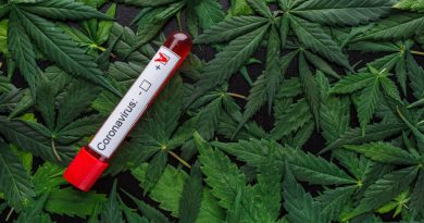 Can Cannabis Treat COVID-19? Scientists Look For Answers