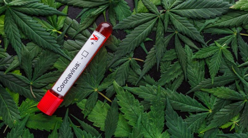 Can Cannabis Treat COVID-19? Scientists Look For Answers