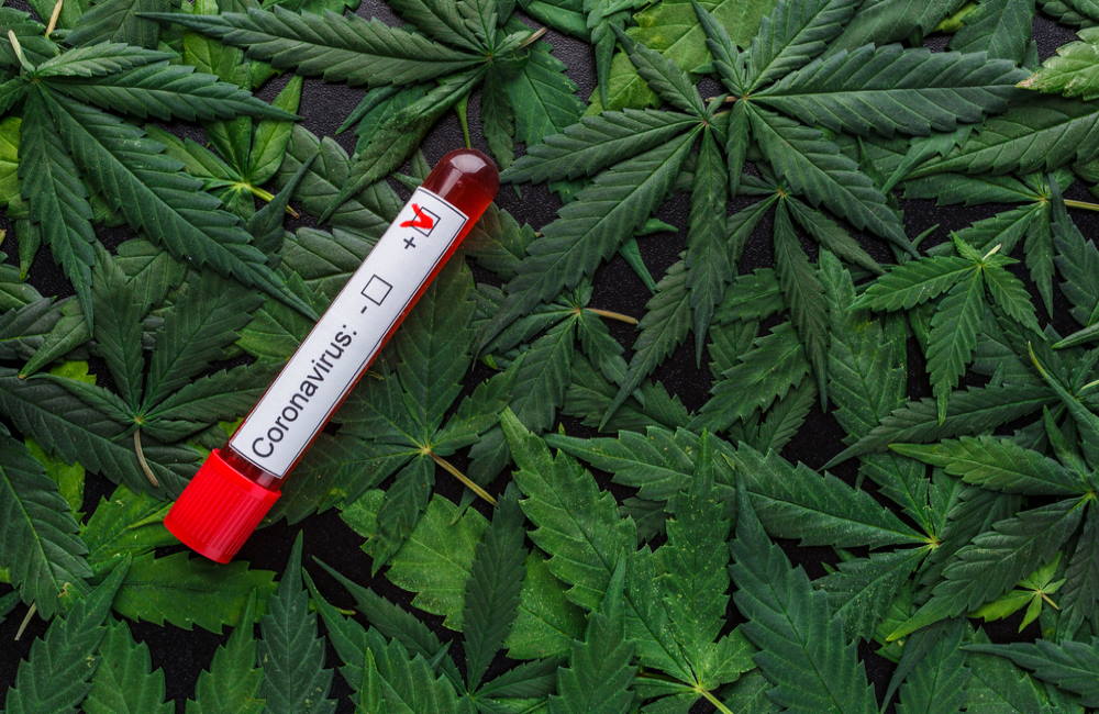 Can Cannabis Treat COVID-19? Scientists Look For Answers