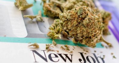 Cannabis Jobs May Outnumber Computer Programmers By End of 2020