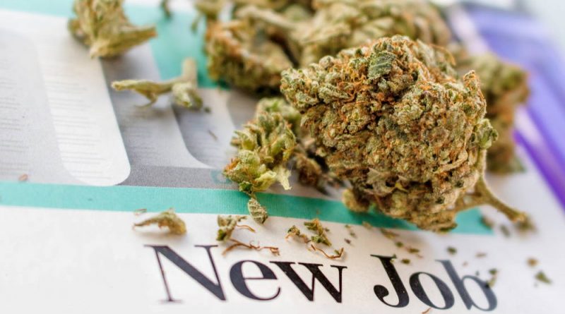 Cannabis Jobs May Outnumber Computer Programmers By End of 2020