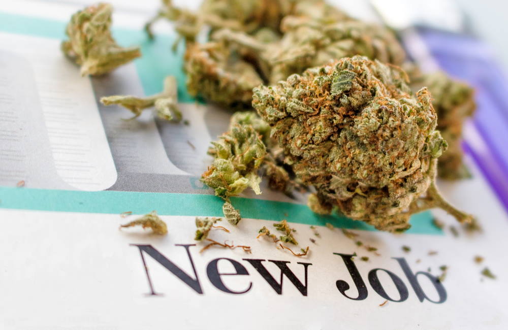 Cannabis Jobs May Outnumber Computer Programmers By End of 2020