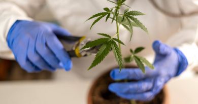 Cannabis Chemical May Help Prevent Colon Cancer, Study Finds