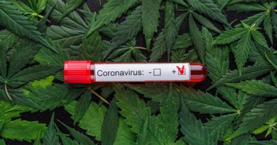 New Cannabis Studies Promising for Treating COVID-19 Complications