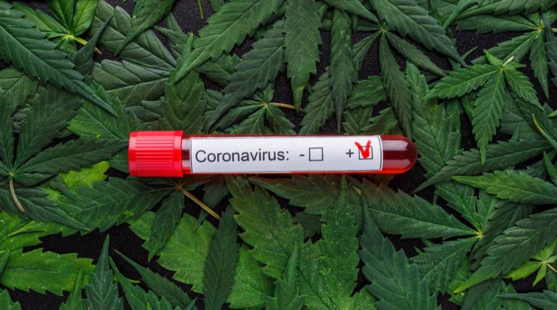 New Cannabis Studies Promising for Treating COVID-19 Complications