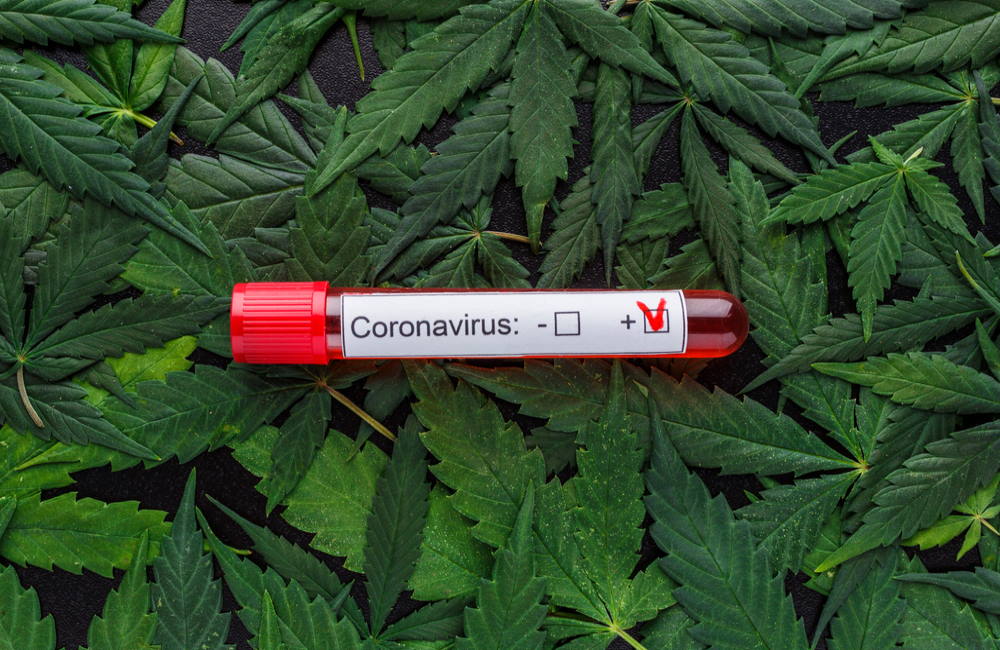 New Cannabis Studies Promising for Treating COVID-19 Complications