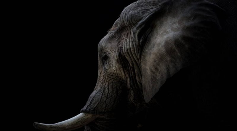 A Depressed Elephant Will Receive Cannabis To Improve Mental Health