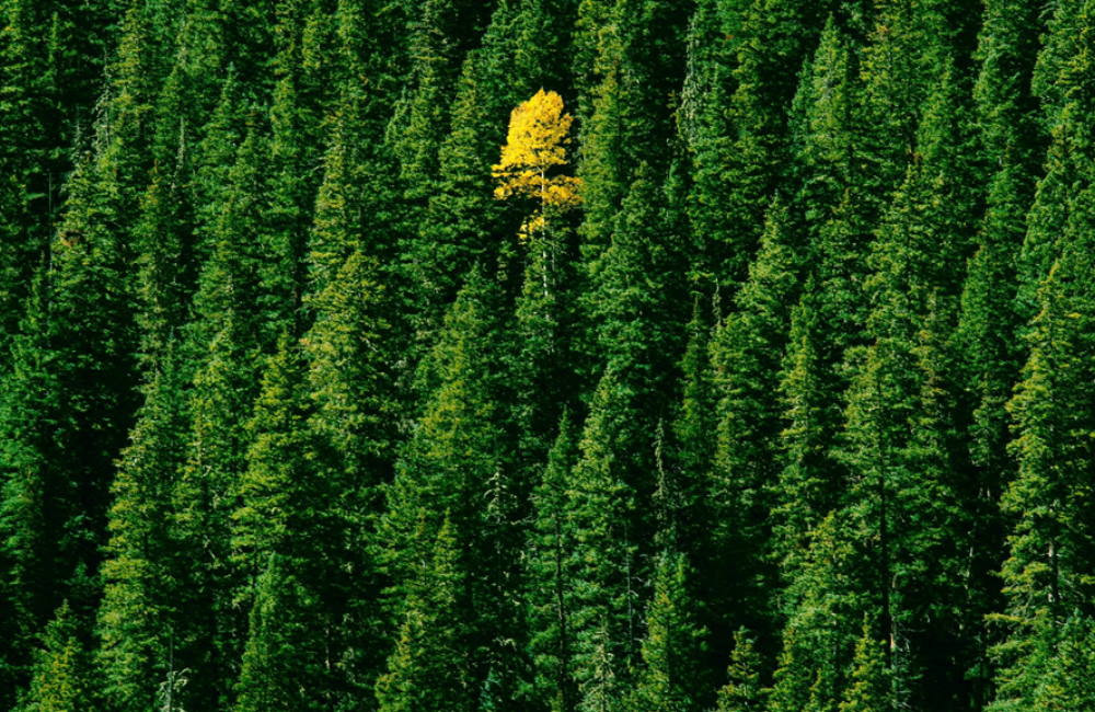 How to Make Your Cannabis Company Stand Out from the Crowd