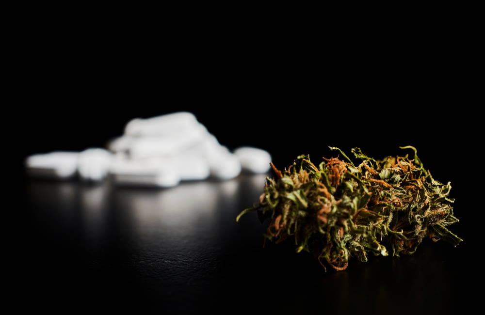 People Use Fewer Opioids Where Marijuana Is Legal, New Study Finds