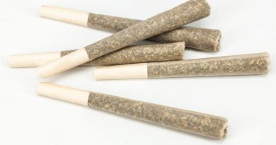 What Is a Pre-Roll and Why Is It So Popular? | Pre-Rolled Joint Popularity