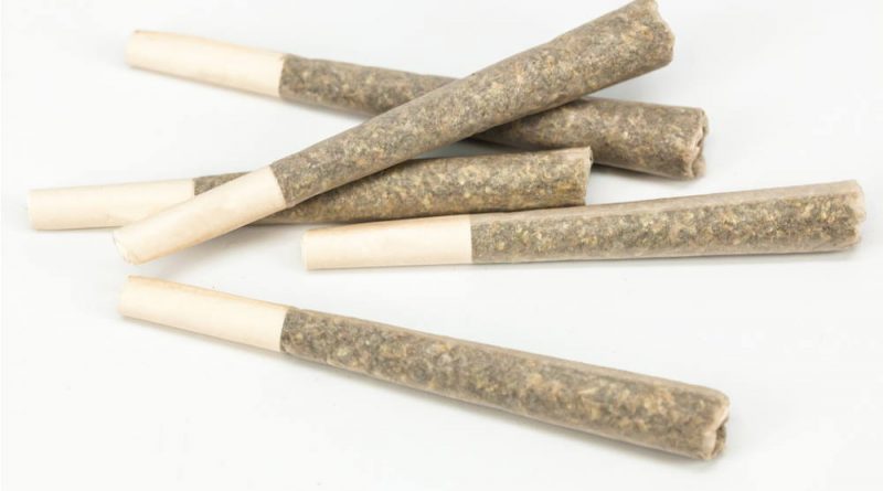 What Is a Pre-Roll and Why Is It So Popular? | Pre-Rolled Joint Popularity