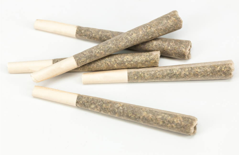 What Is a Pre-Roll and Why Is It So Popular? | Pre-Rolled Joint Popularity