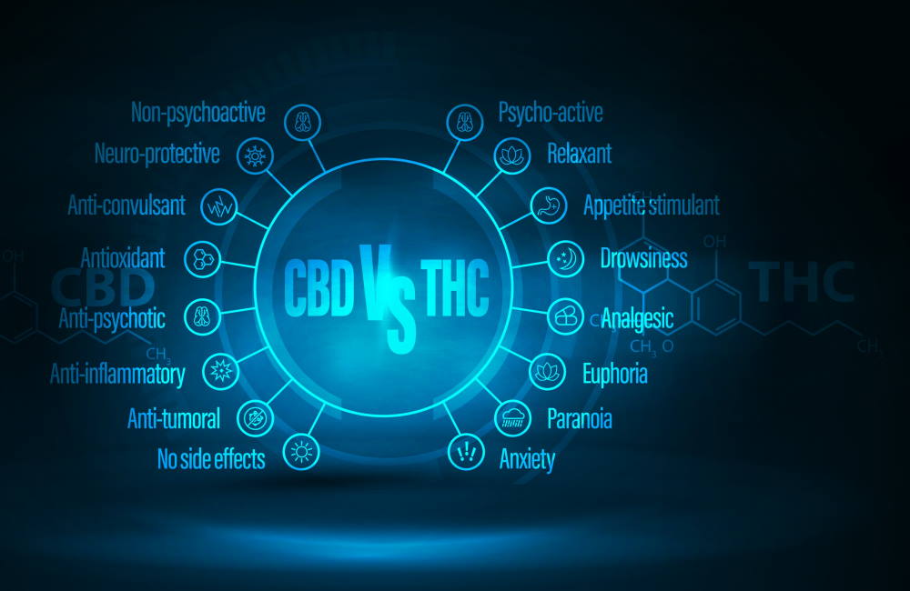 Cannabis 101: What Are The Differences Between CBD and Marijuana?