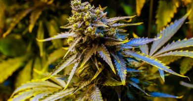 Diet Weed: What Is Delta-8 THC? | Delta-8 vs Delta-9 | Diet Weed Laws