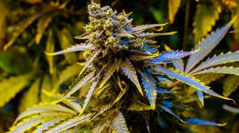 Diet Weed: What Is Delta-8 THC? | Delta-8 vs Delta-9 | Diet Weed Laws