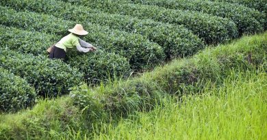 Where Did Cannabis Come From? New Study Pinpoints East Asia