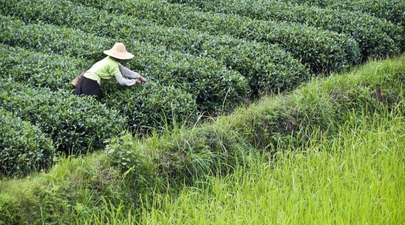 Where Did Cannabis Come From? New Study Pinpoints East Asia