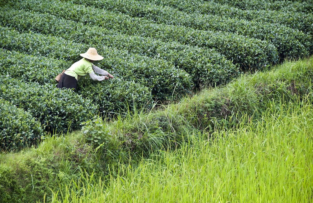 Where Did Cannabis Come From? New Study Pinpoints East Asia