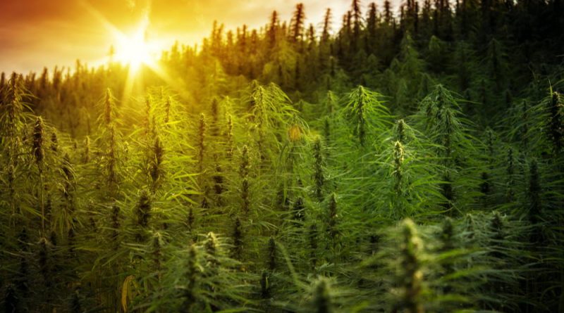 Where Was The First Cannabis Plant Grown? | History of Cannabis