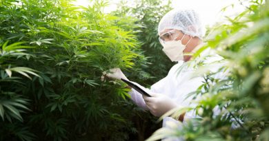 Cannabis Industry Jobs Now Number More Than 400000